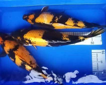 Cá Koi Hi utsuri size 35-50cm-3