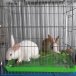 Bán thỏ con nuôi-2