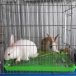 Bán thỏ con nuôi-2